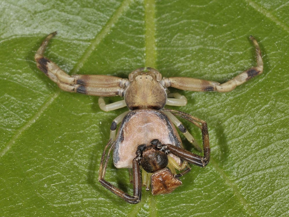 Coppietta Pistius truncatus - Avigliana (TO)